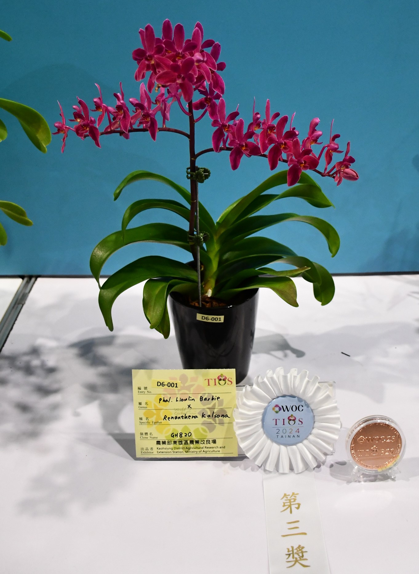 待命名的蝴蝶蘭和腎藥蘭雜交後代獲頒腎藥蘭交配組第三獎及銅牌獎。