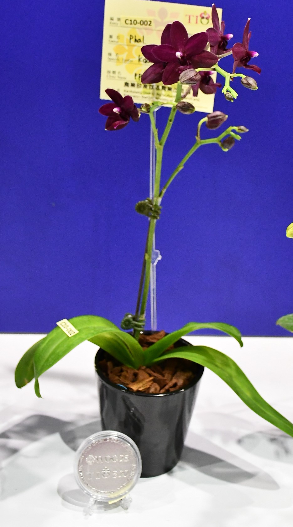 蝴蝶蘭「高雄黑天鵝」花朵平整，花色勻稱，獲頒銀牌獎。