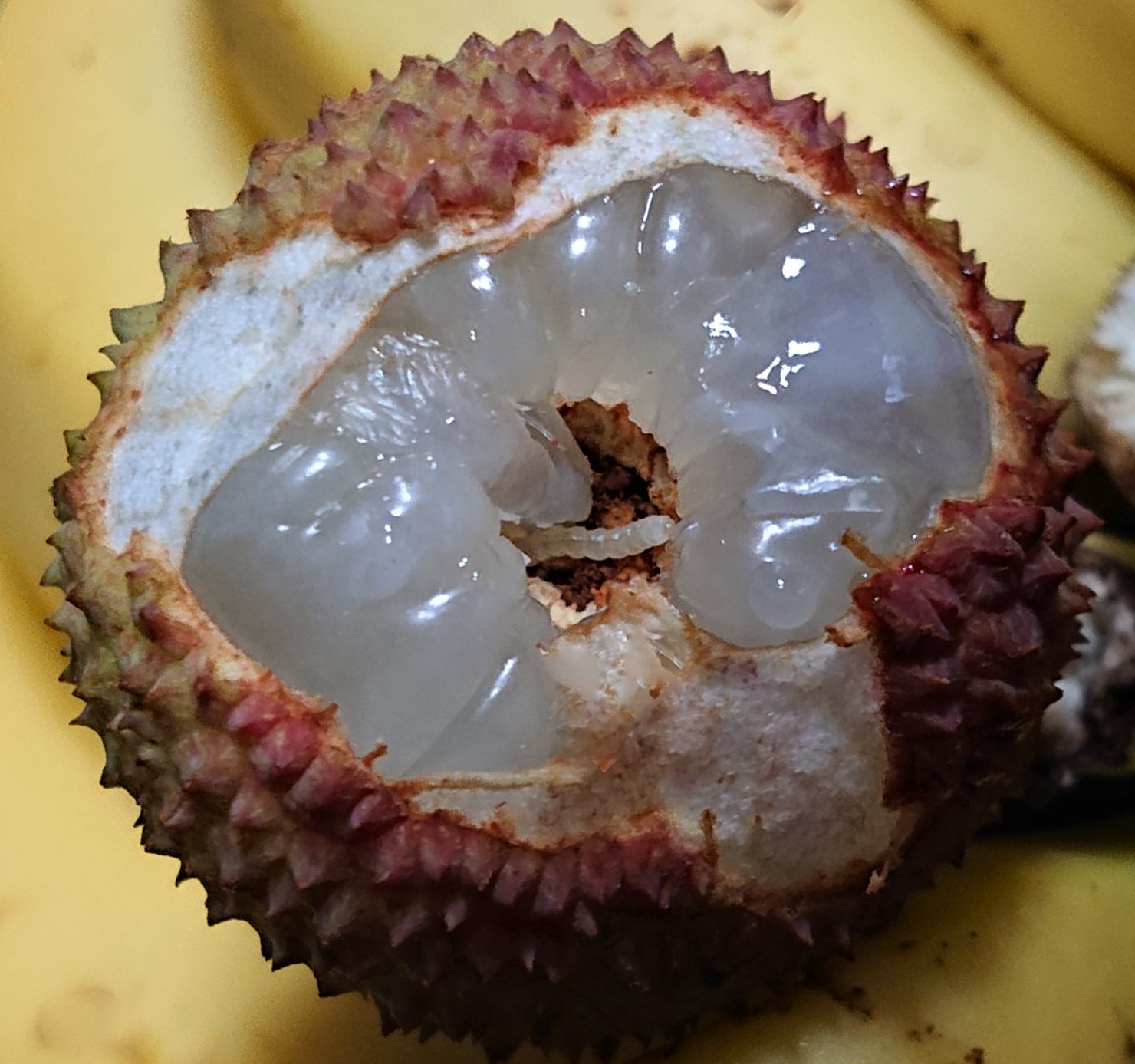 取食果實蒂頭的荔枝細蛾幼蟲