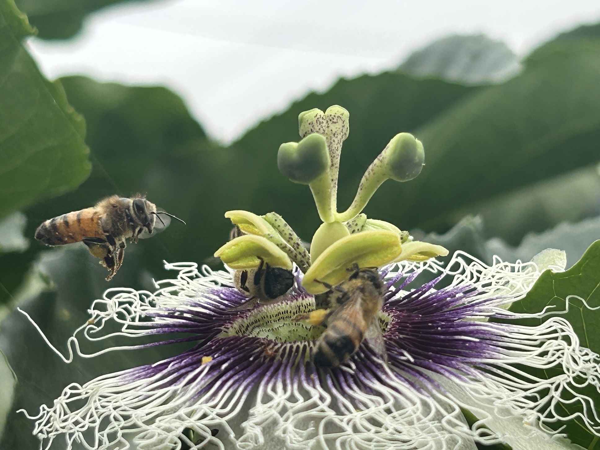網室內仰賴蜜蜂授粉，開始開花後即停止施用化學農藥。