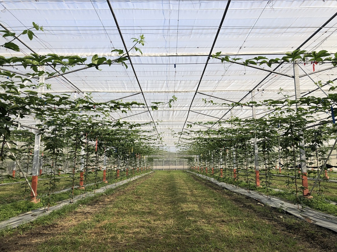 高屏地區利用乾燥季節配合網室栽培，生產高品質安全果品。