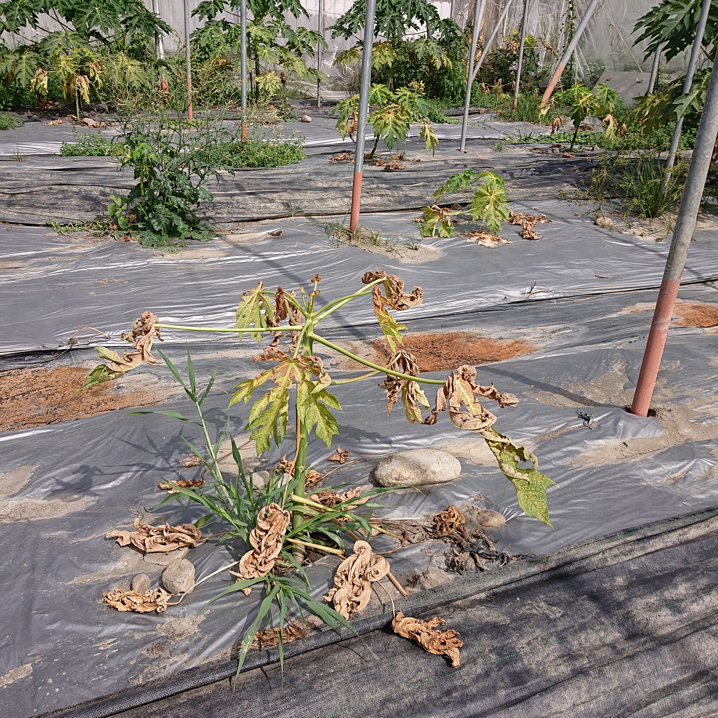 葉蟎密度高影響植株生長勢