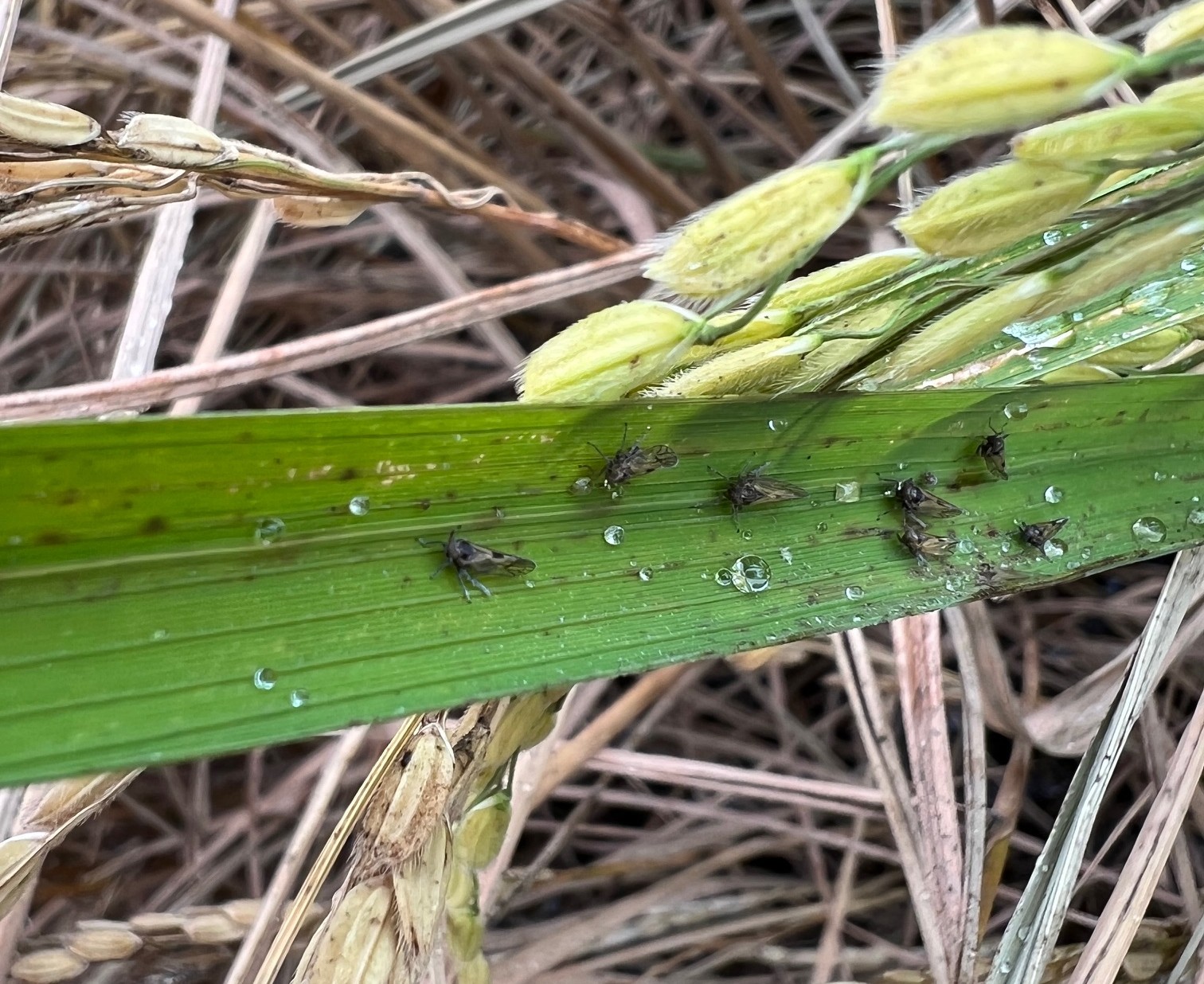 飛蝨於稻株上吸食養液