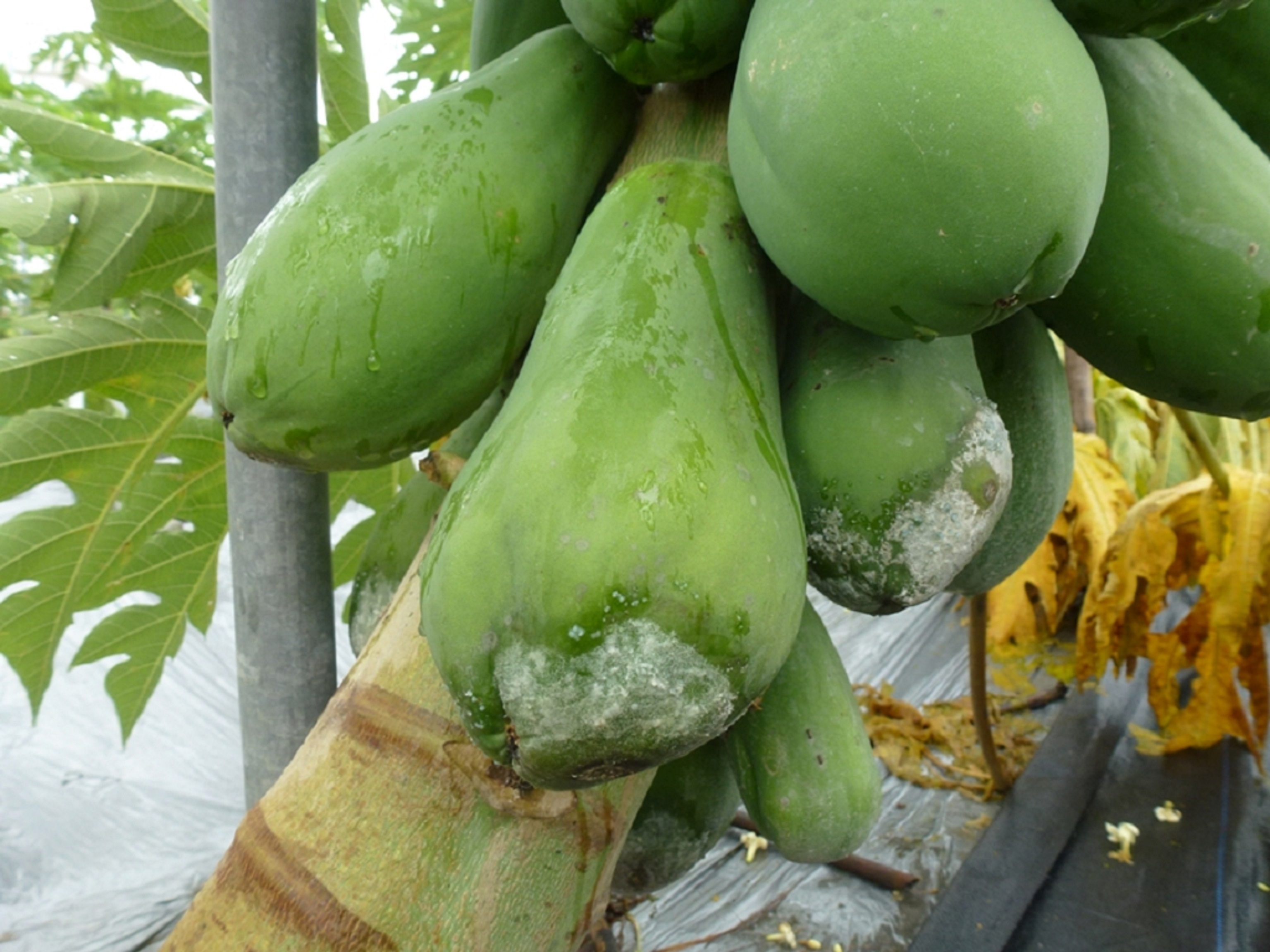 木瓜果實接近地面處易受疫病危害 木瓜果實接近地面處易受疫病危害