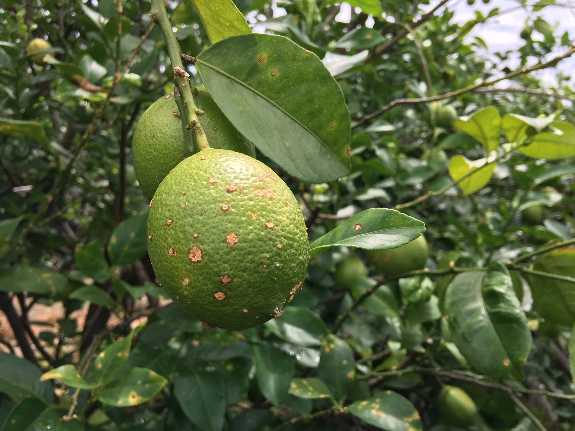 柑桔潰瘍病造成檸檬果實表皮木栓化，外觀粗糙。