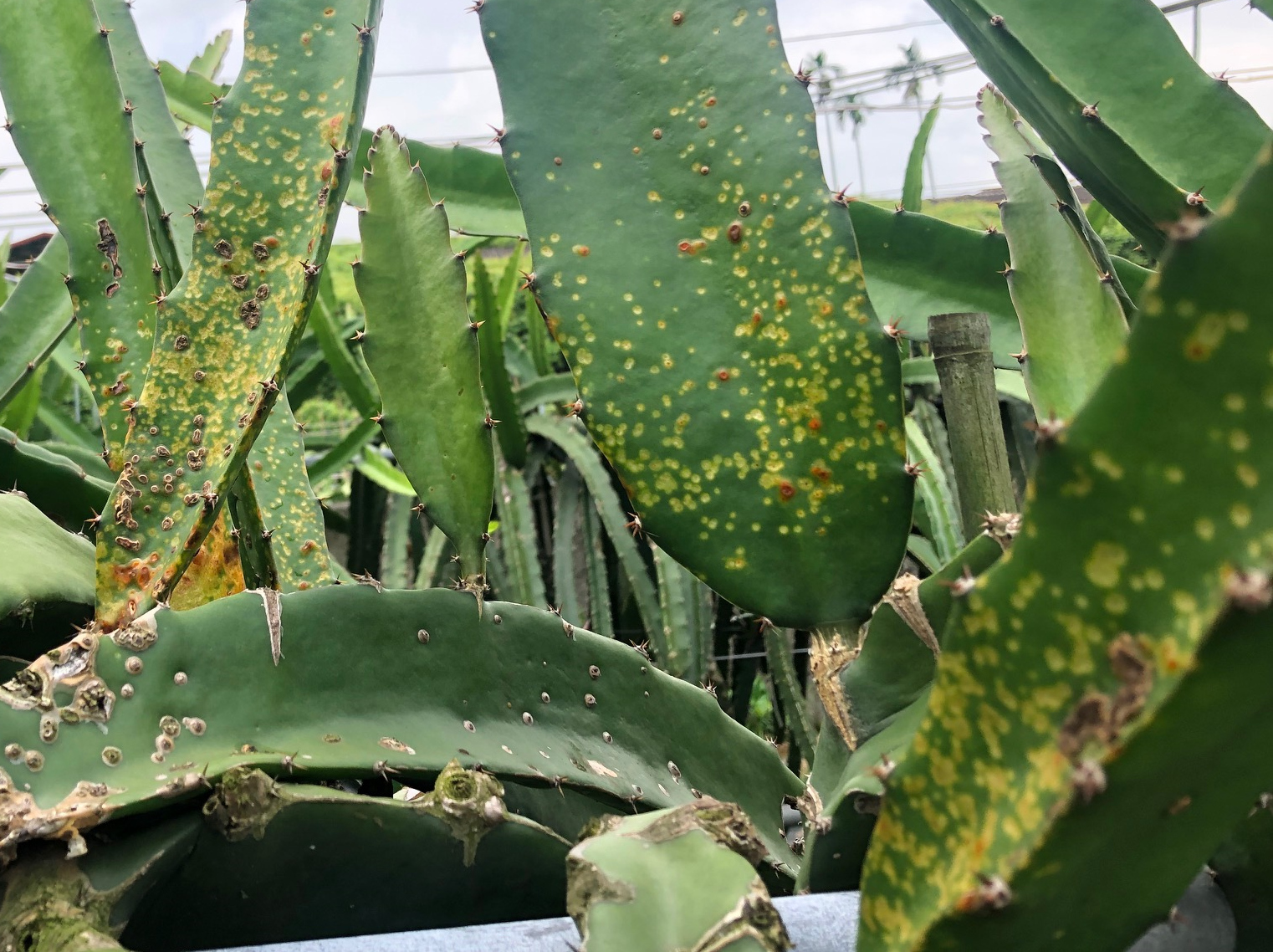 紅龍果潰瘍病在肉質莖上形成褪色、紅褐色及木栓化病斑。 紅龍果潰瘍病在肉質莖上形成褪色、紅褐色及木栓化病斑。