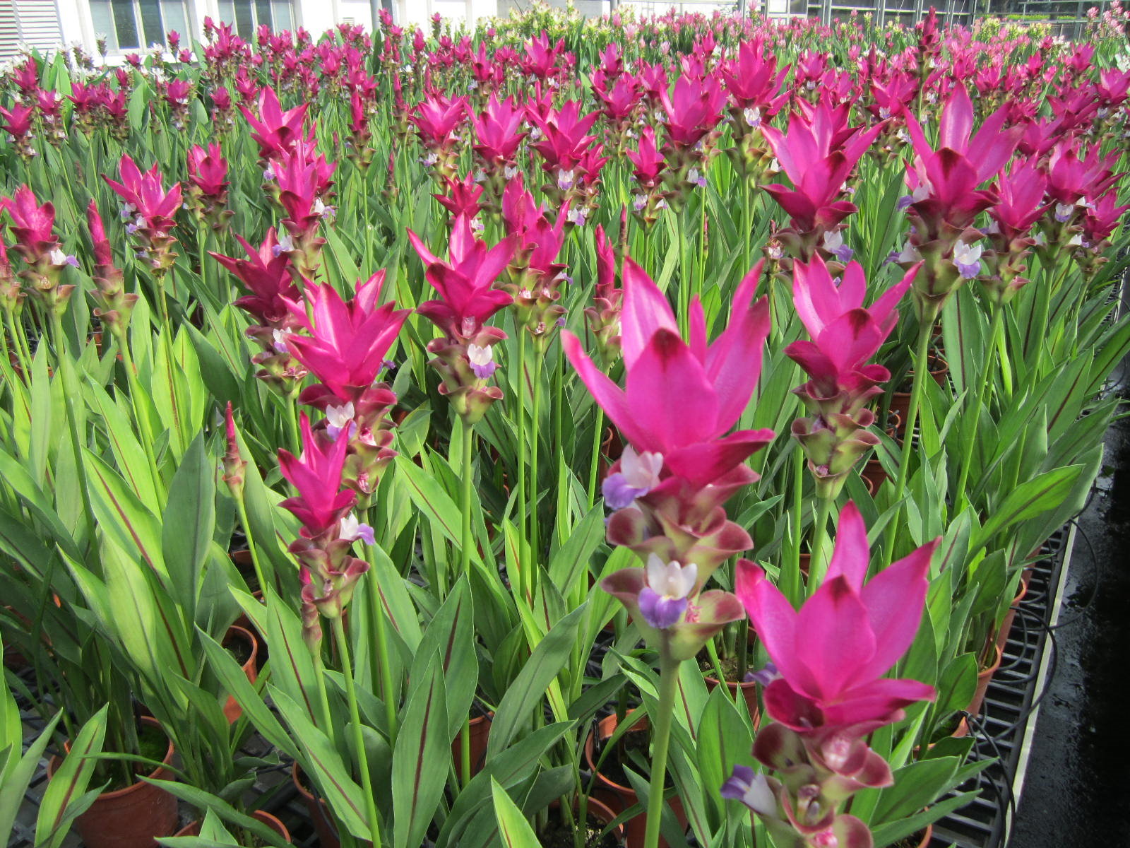 夏季盛開的薑荷花