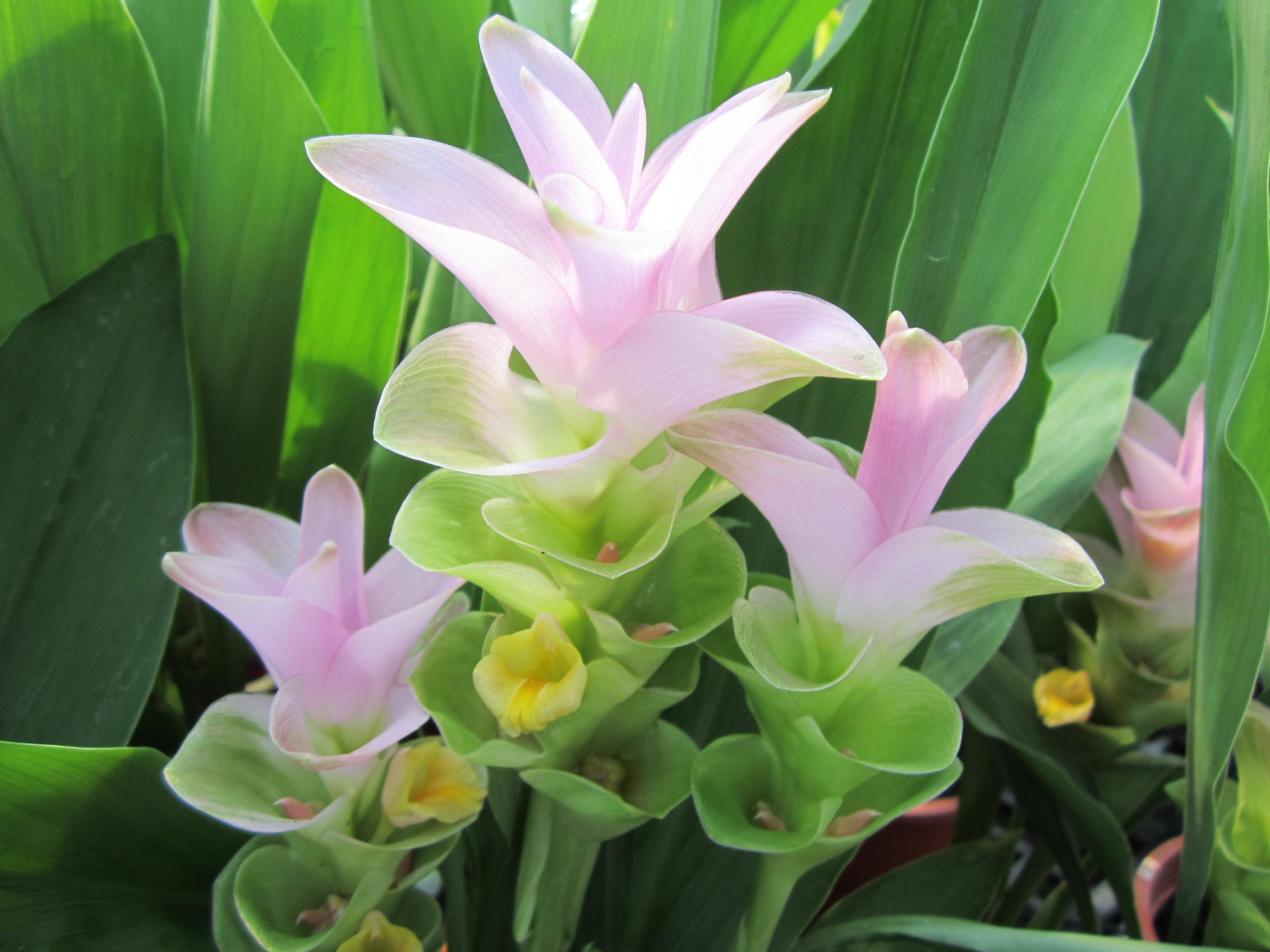 薑荷花「高雄1號-粉鑽」