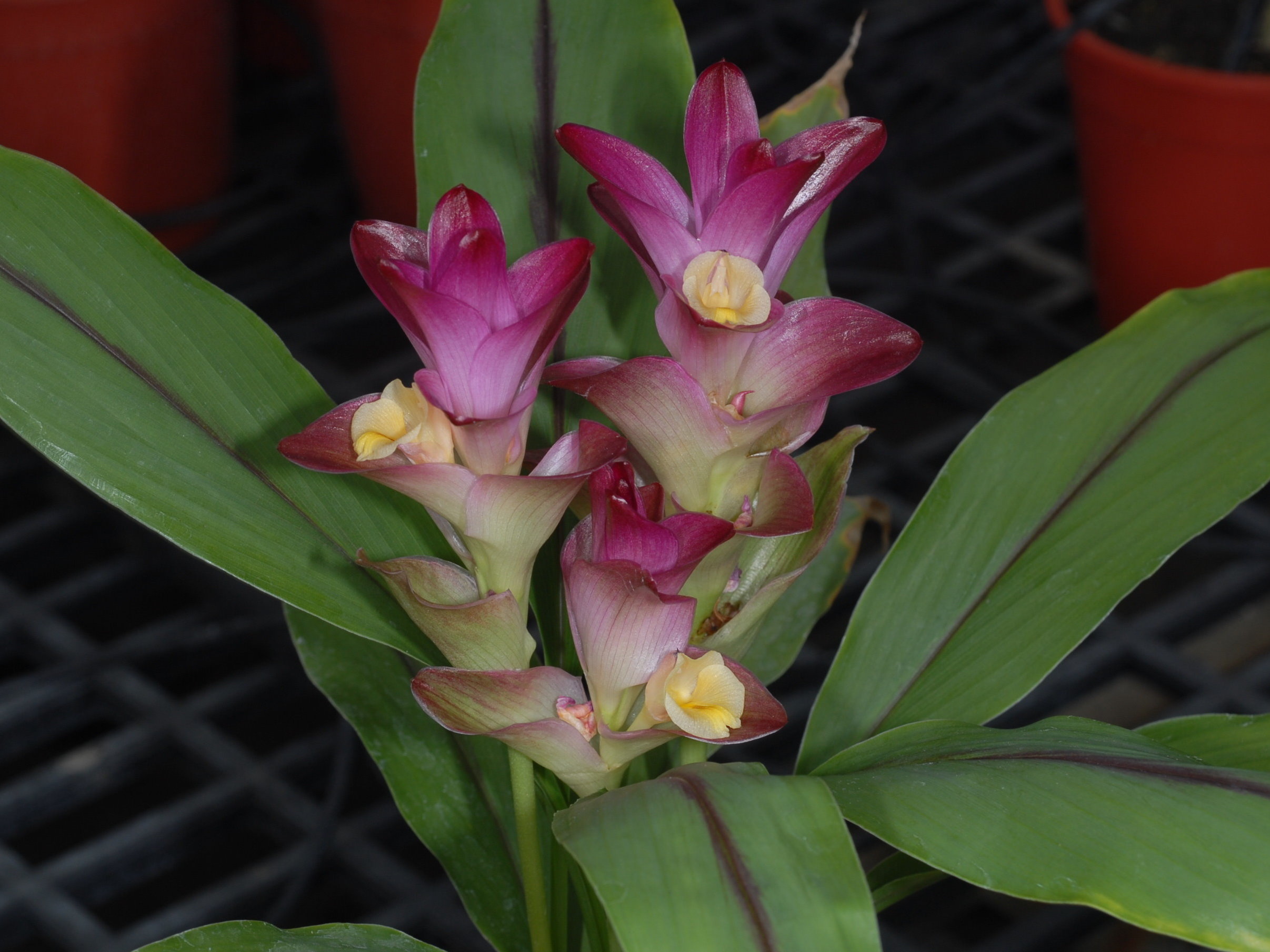 薑荷花「高雄2號-胭脂」