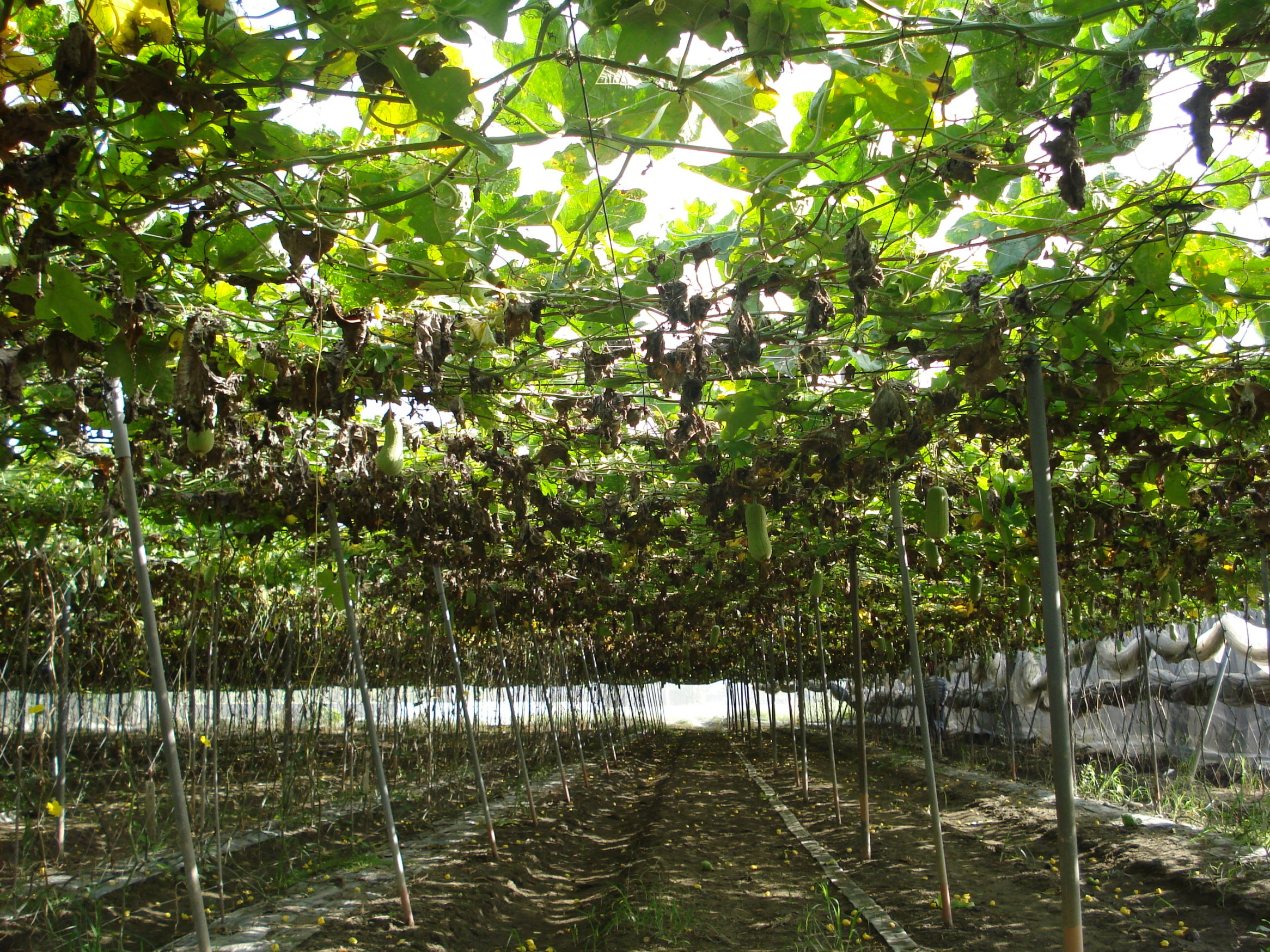 瓜果類作物雨後易發生疫病等病害須加強防治