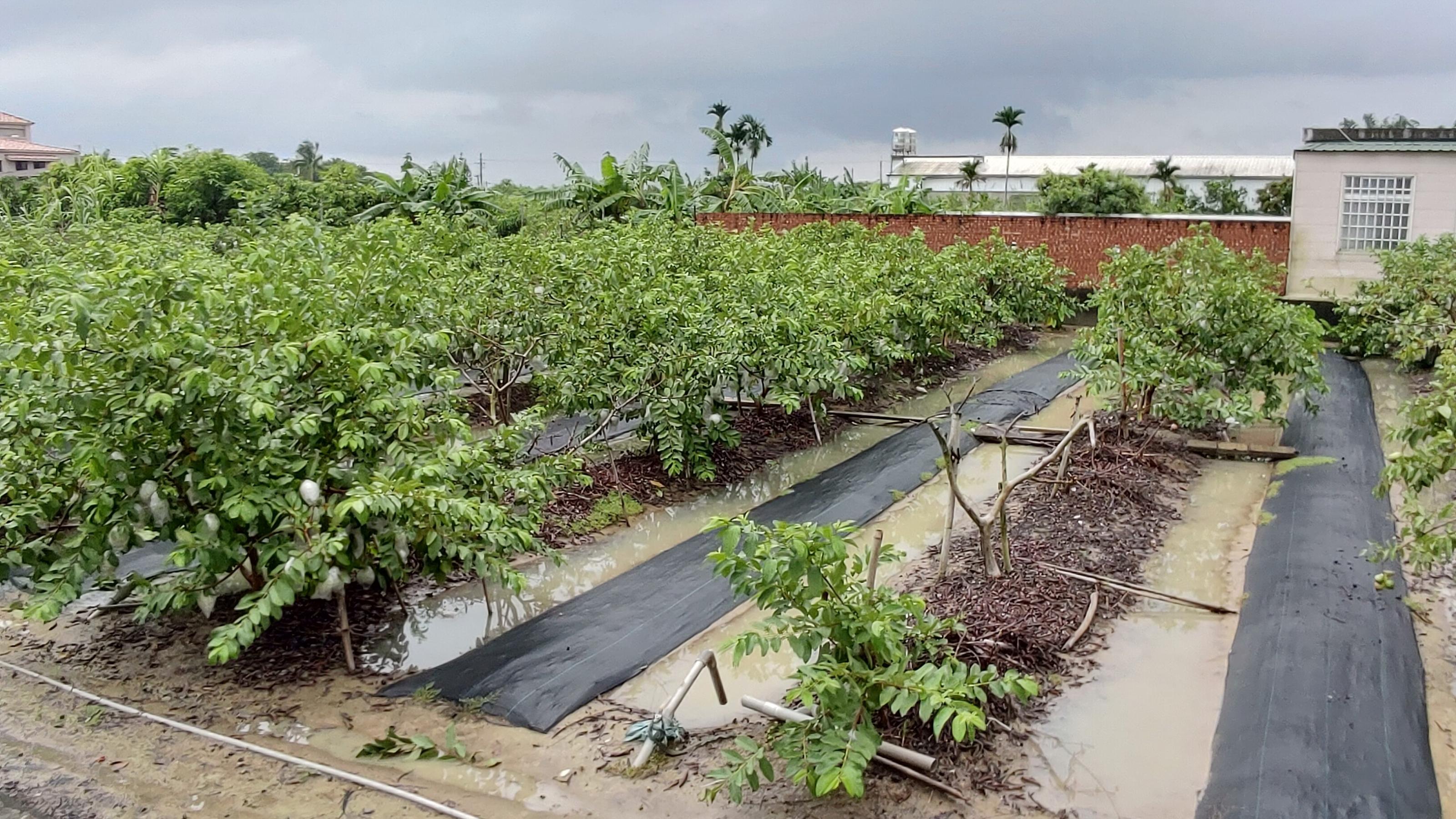 田區若有淹水情形應儘速排乾積水，避免作物根系衰敗。