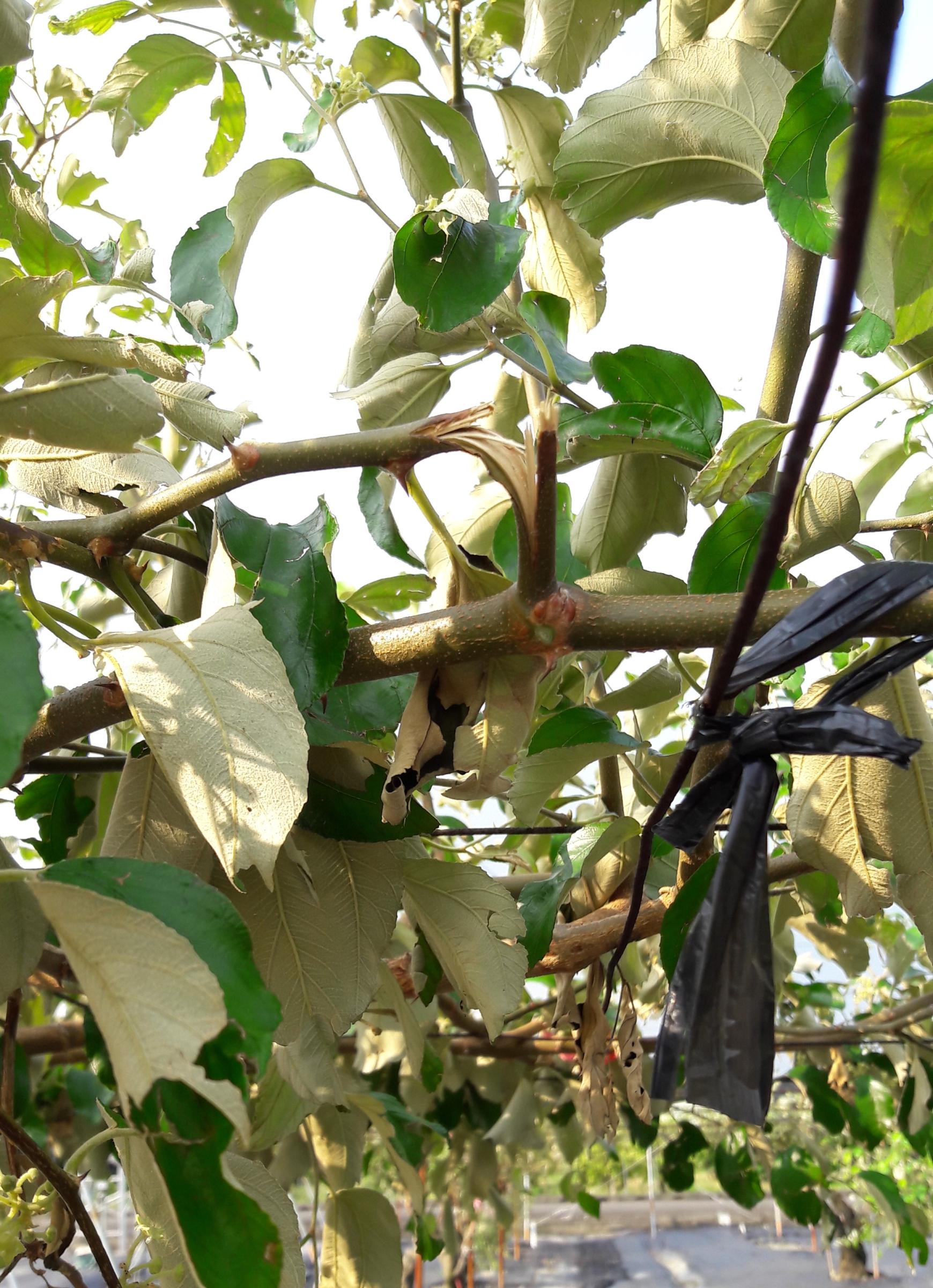 嚴重裂枝應剪除，並施用廣效性殺菌劑保護傷口