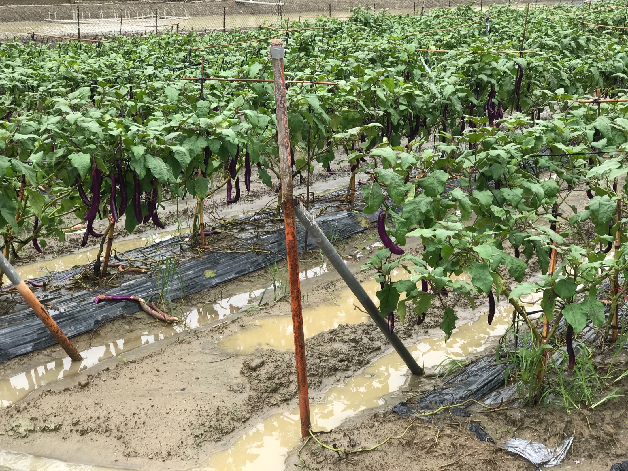 積水嚴重的田區應盡速排除積水