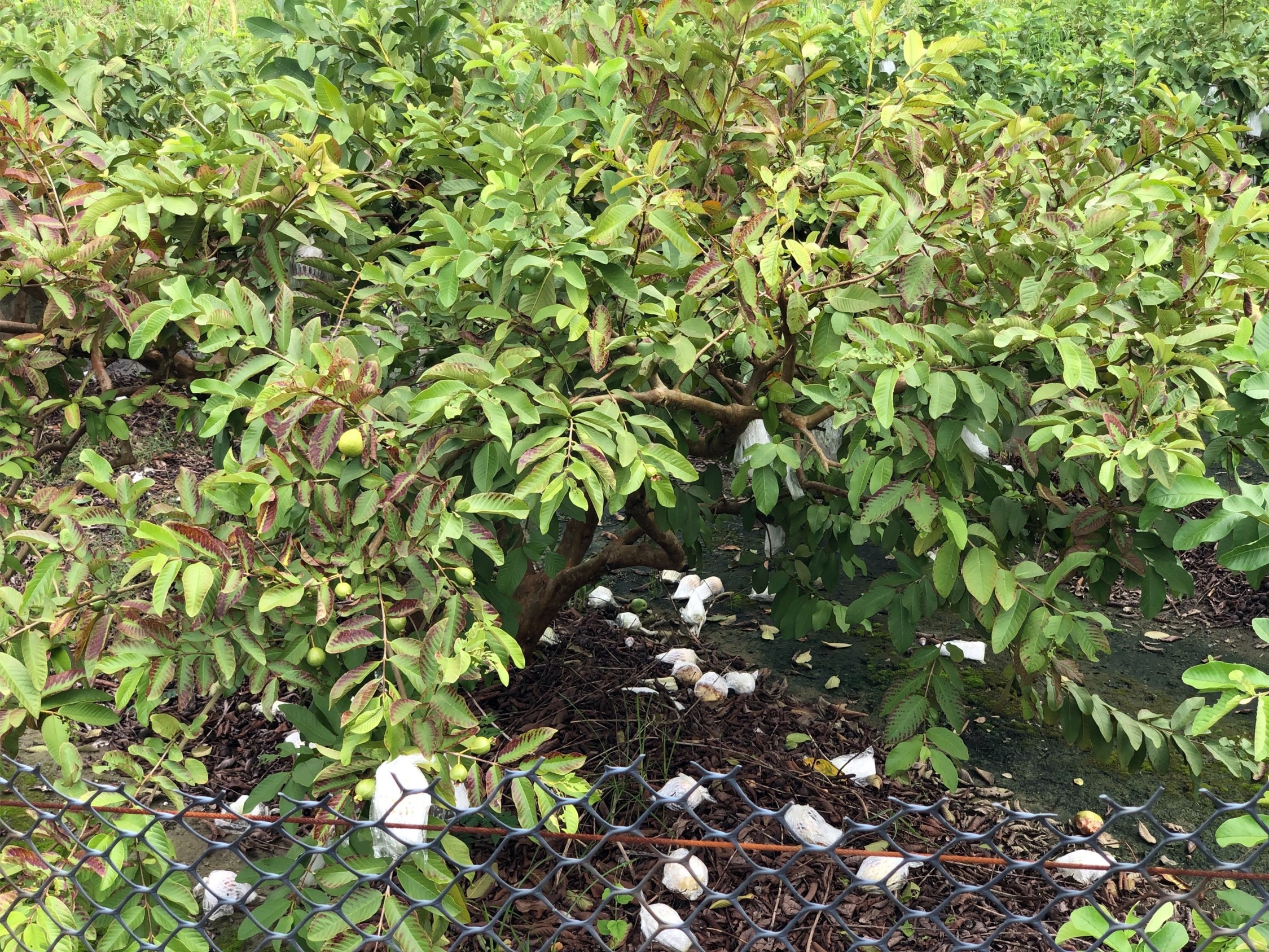 落果及枝葉應盡速清離園區，加強田間衛生。