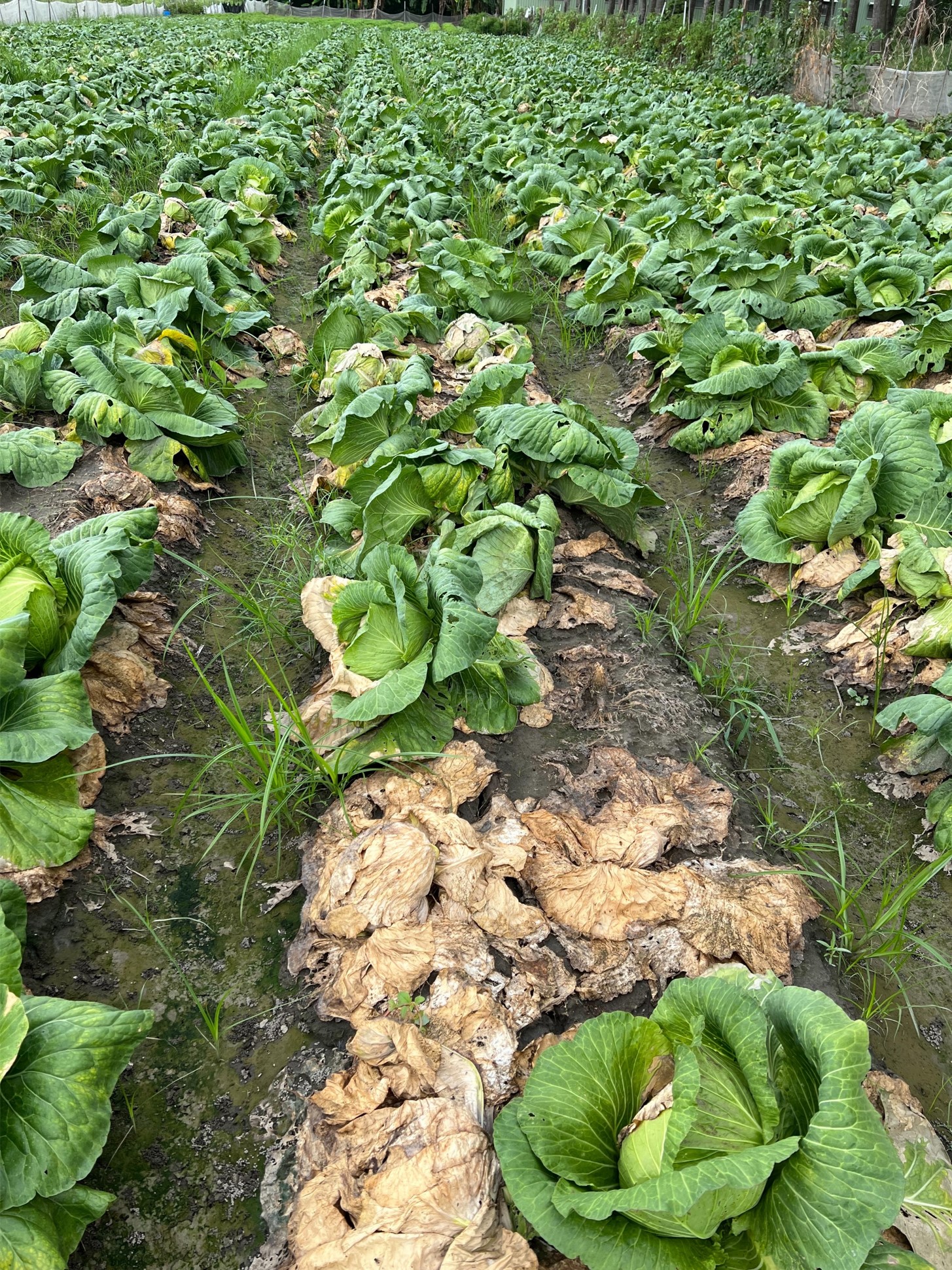 葉菜類作物浸水後易發生軟腐病等危害