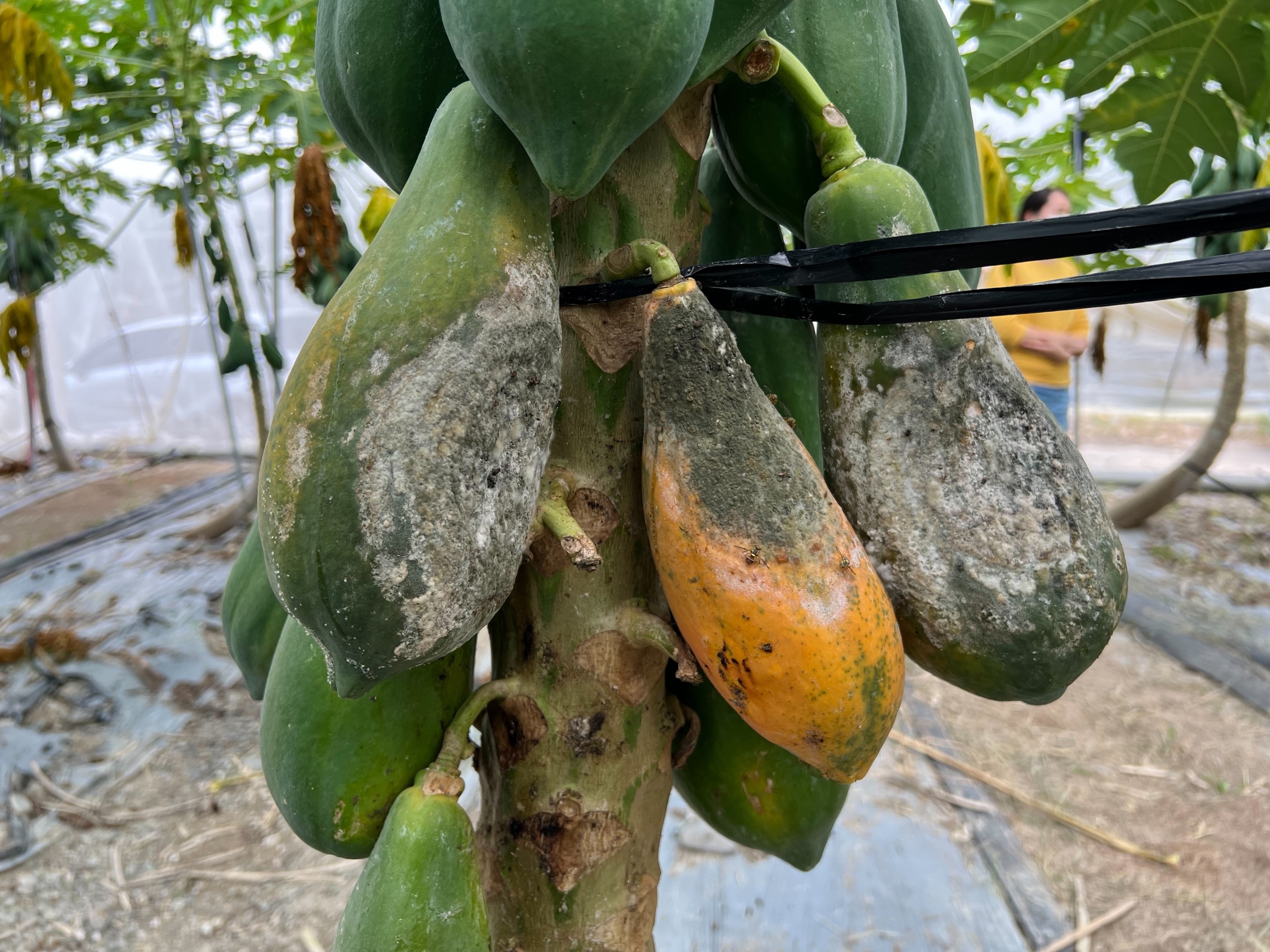 雨後木瓜以疫病為主要防治對象，並應適當除果，避免樹勢衰弱。