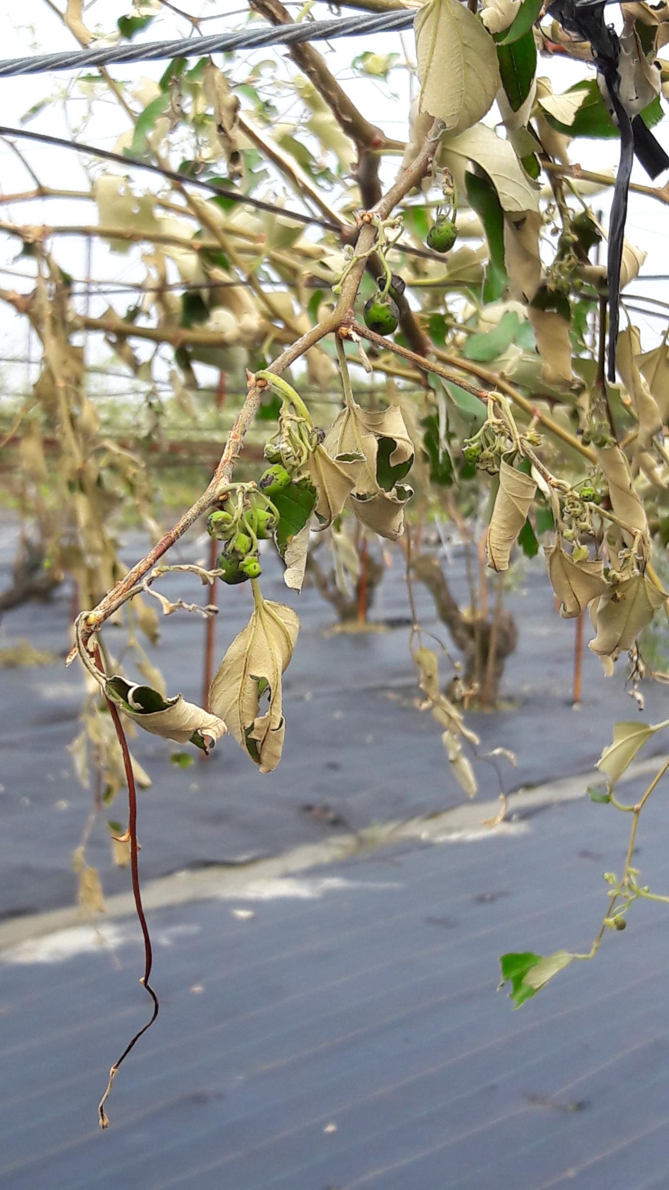 棗枝條、葉片遇強風易有傷口,應剪除嚴重裂枝並加強病害防治。 棗枝條、葉片遇強風易有傷口,應剪除嚴重裂枝並加強病害防治。