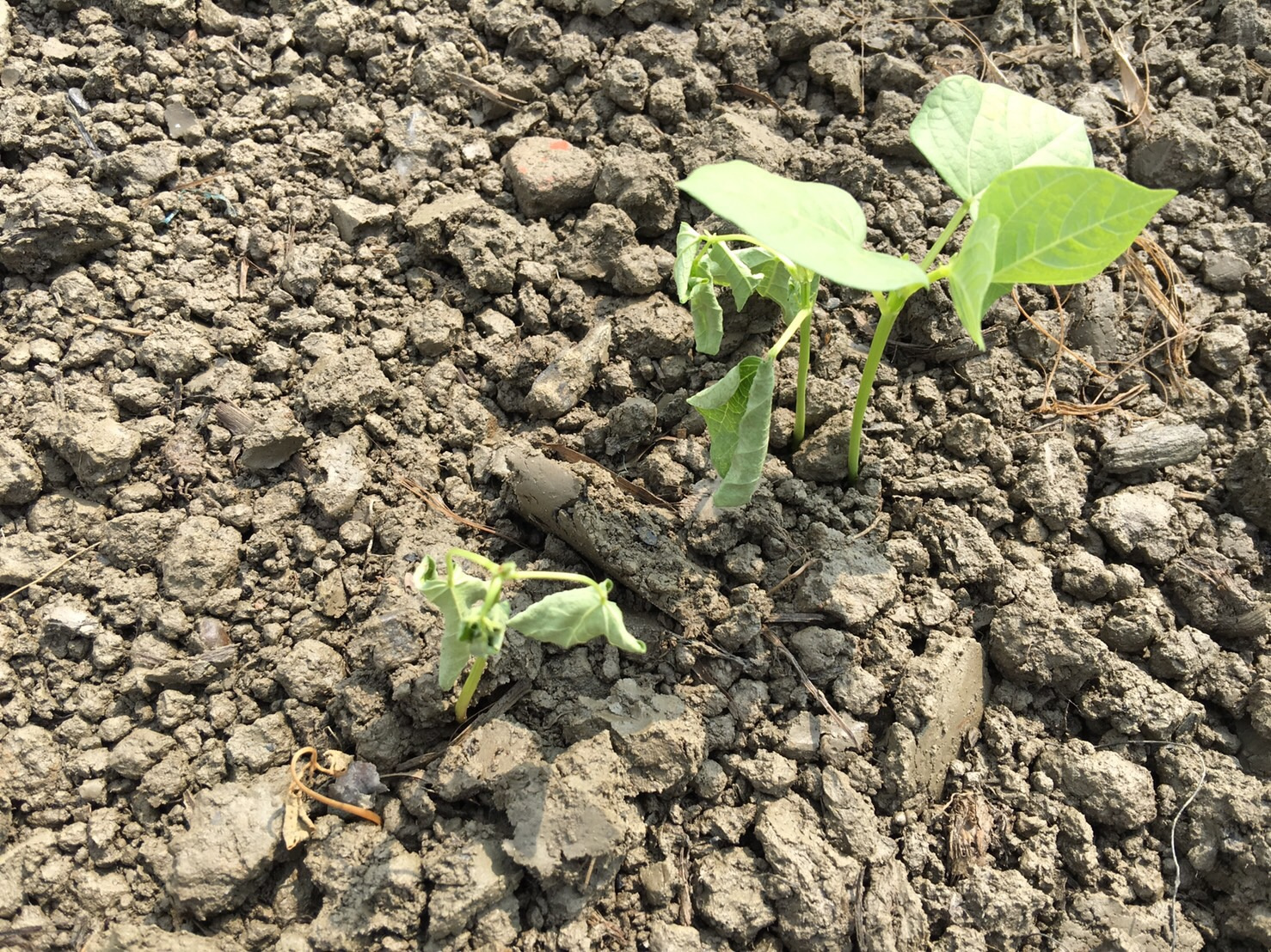 紅豆受根腐病影響易造成缺株 紅豆受根腐病影響易造成缺株