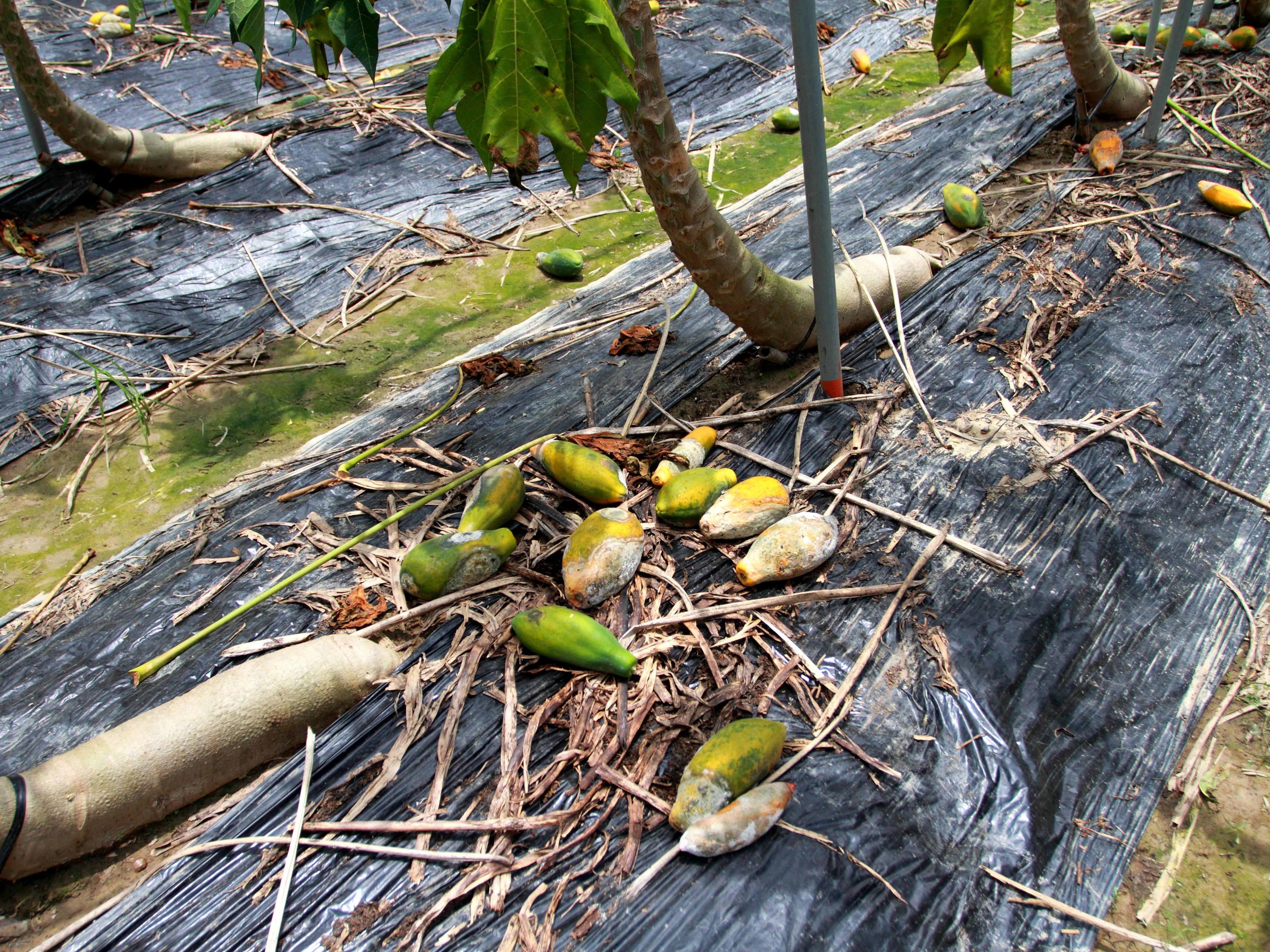 落果及枝葉應盡速清離園區,加強田間衛生。 落果及枝葉應盡速清離園區,加強田間衛生。