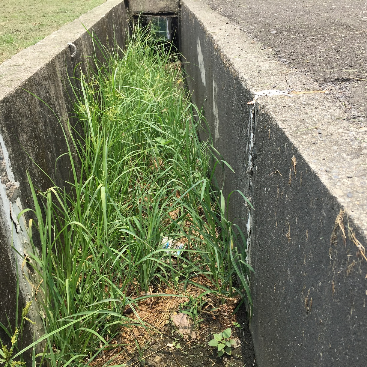 園區排水溝確保順暢，即時清除雜草、殘枝或落果，避免阻塞排水。