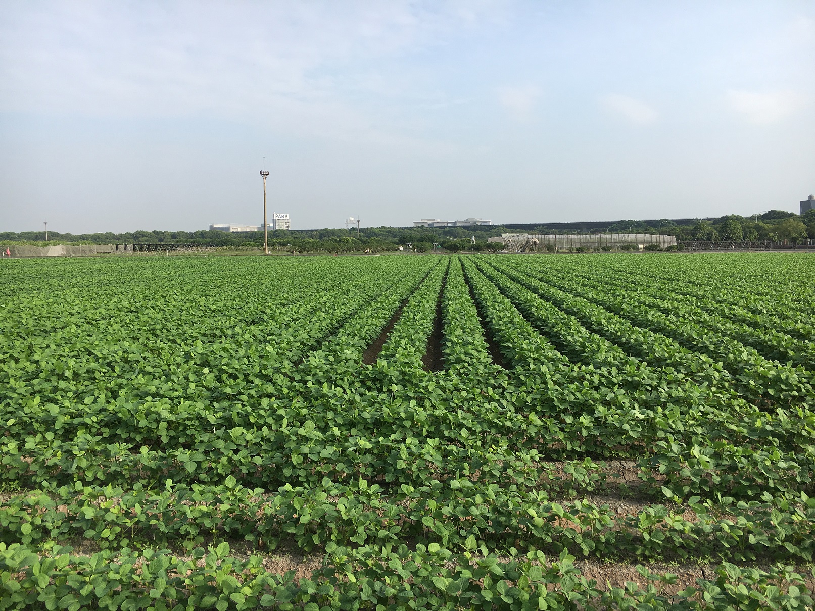 大豆(毛豆)田區注意溝渠暢通