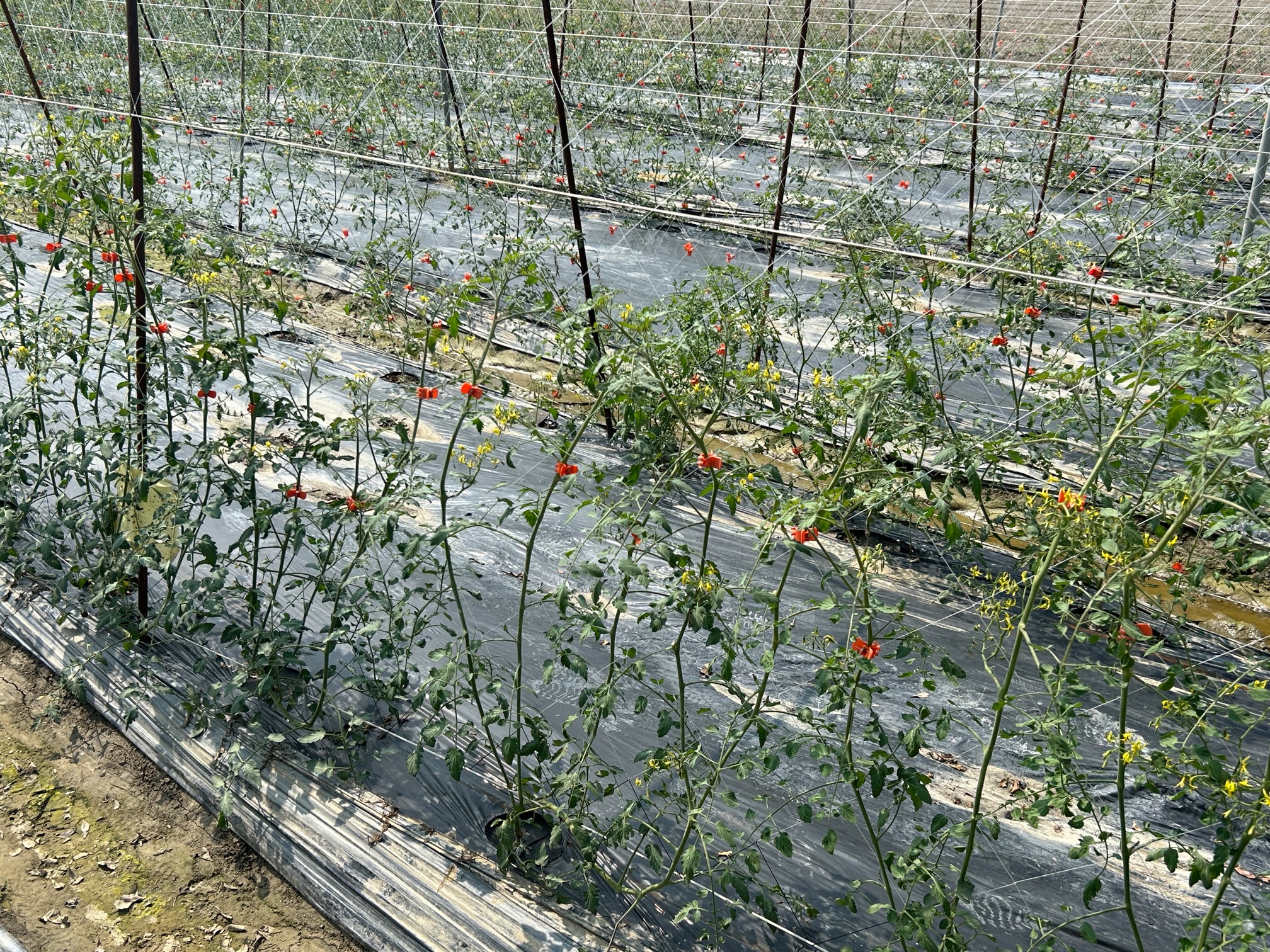 小果番茄正開花結果期，需加強植株固定。