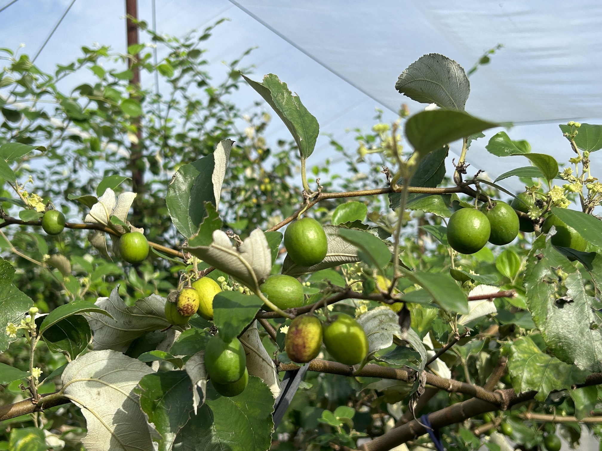 棗正值小果期，加強固定網室防蟲網。