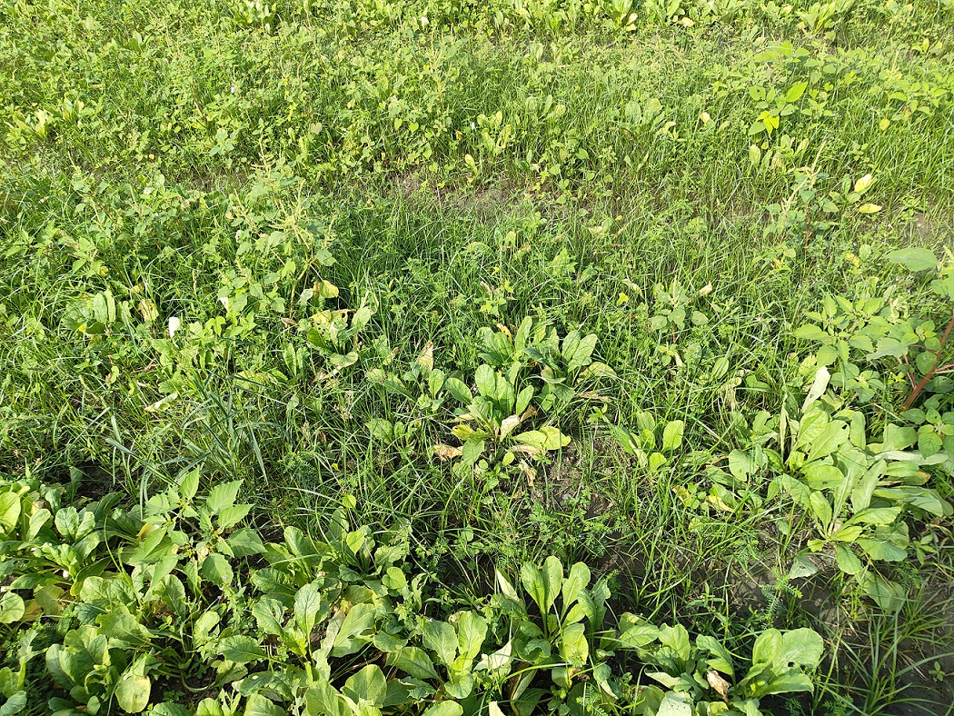 白玉蘿蔔浸水植株及根莖易腐爛，請務必加強田區排水。