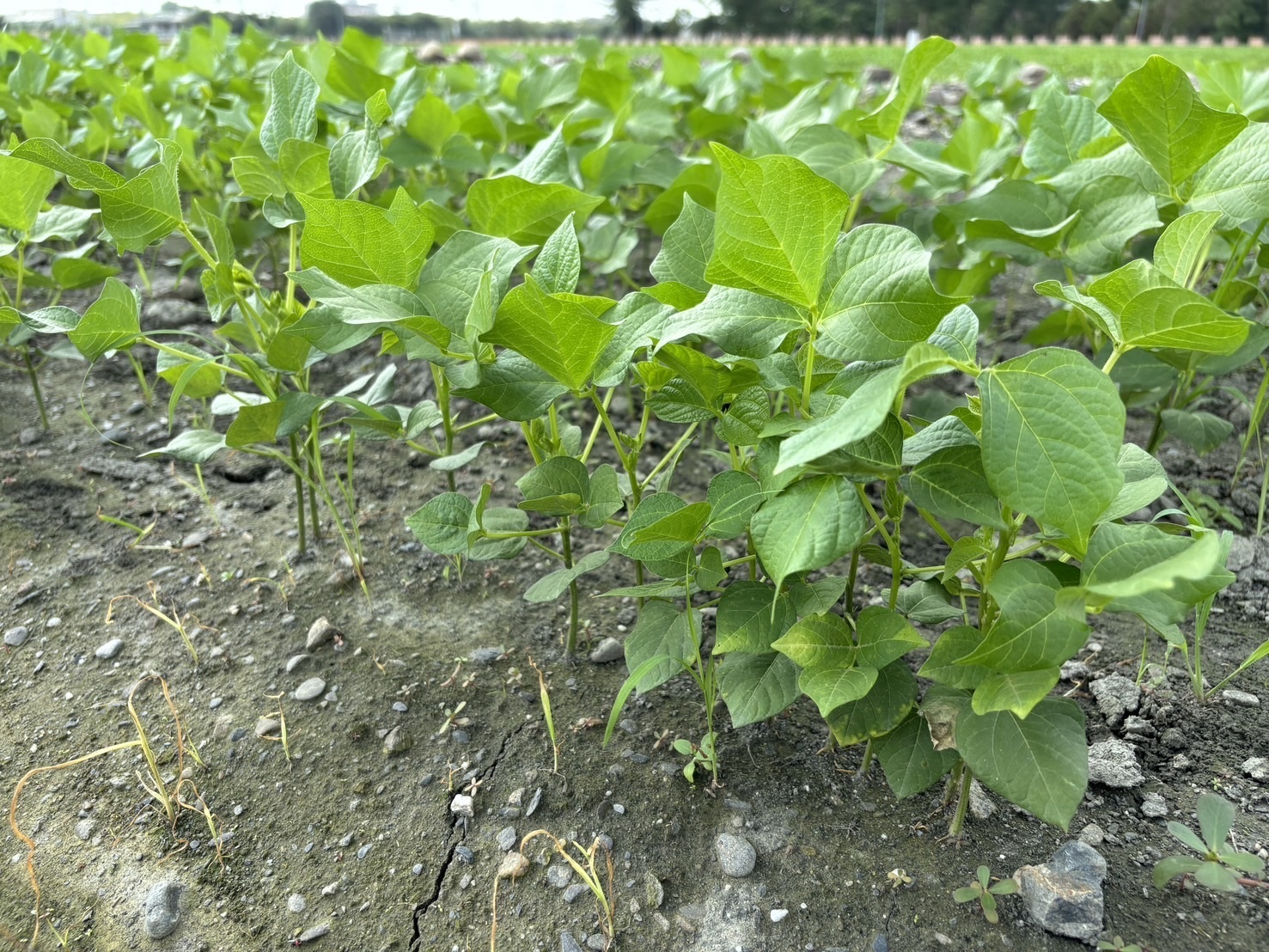 紅豆正值幼苗期至開花結莢期，田區做好溝渠清淤，以利排水。