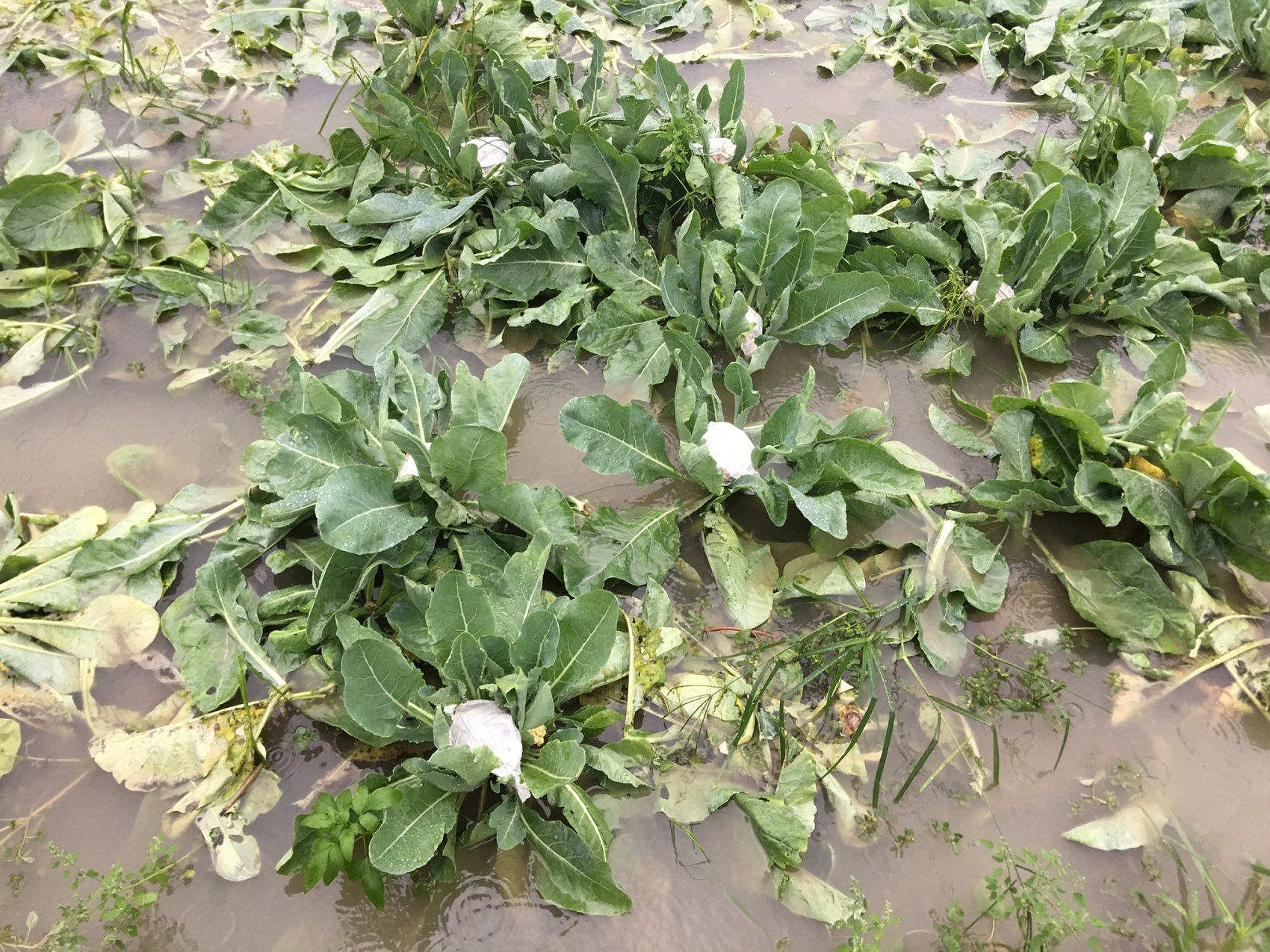 排除田區積水為降雨後的首要工作