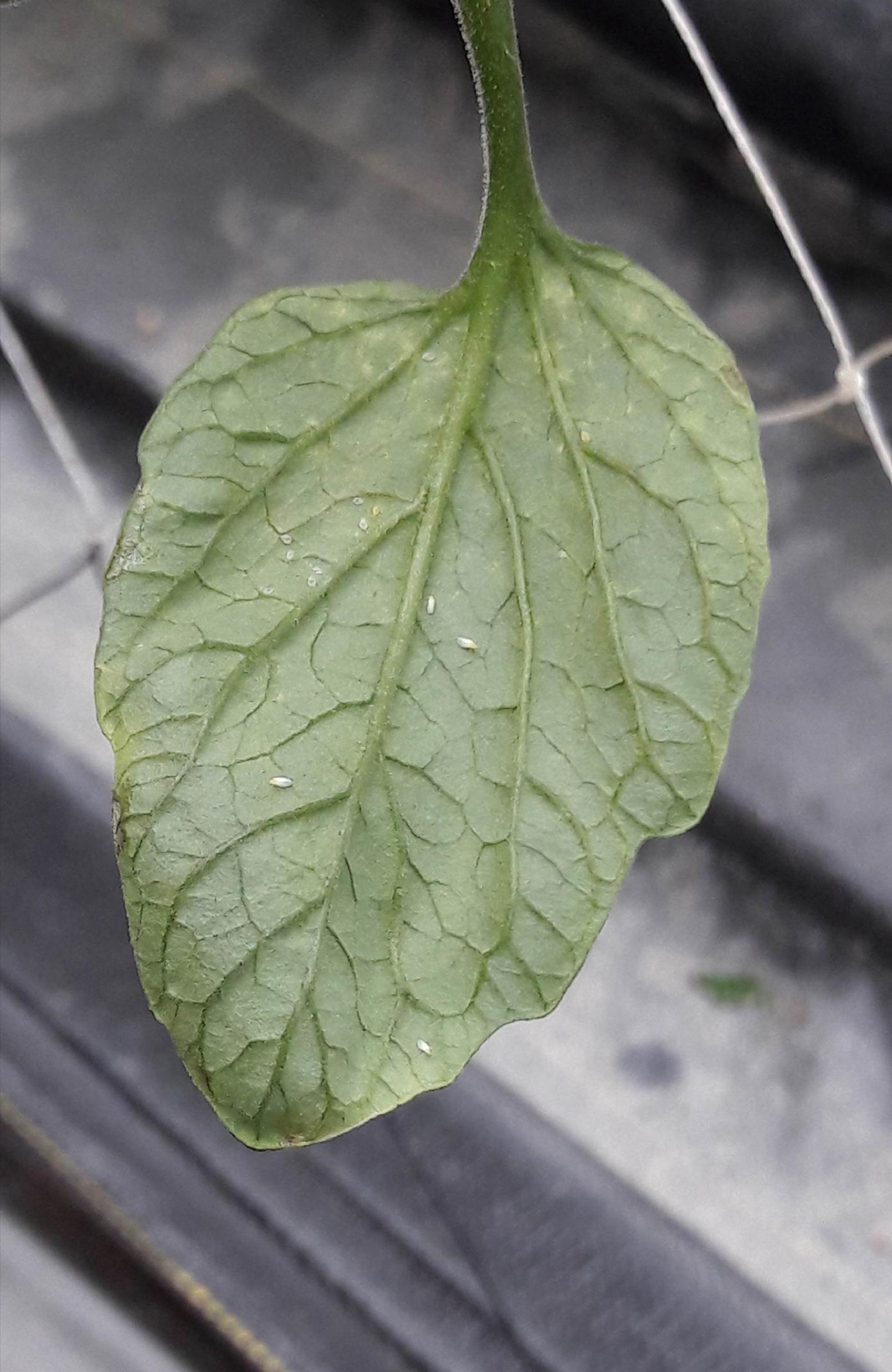 番茄病毒的媒介昆蟲粉蝨可能隨強氣流傳播,應持續加強防治。 番茄病毒的媒介昆蟲粉蝨可能隨強氣流傳播,應持續加強防治。