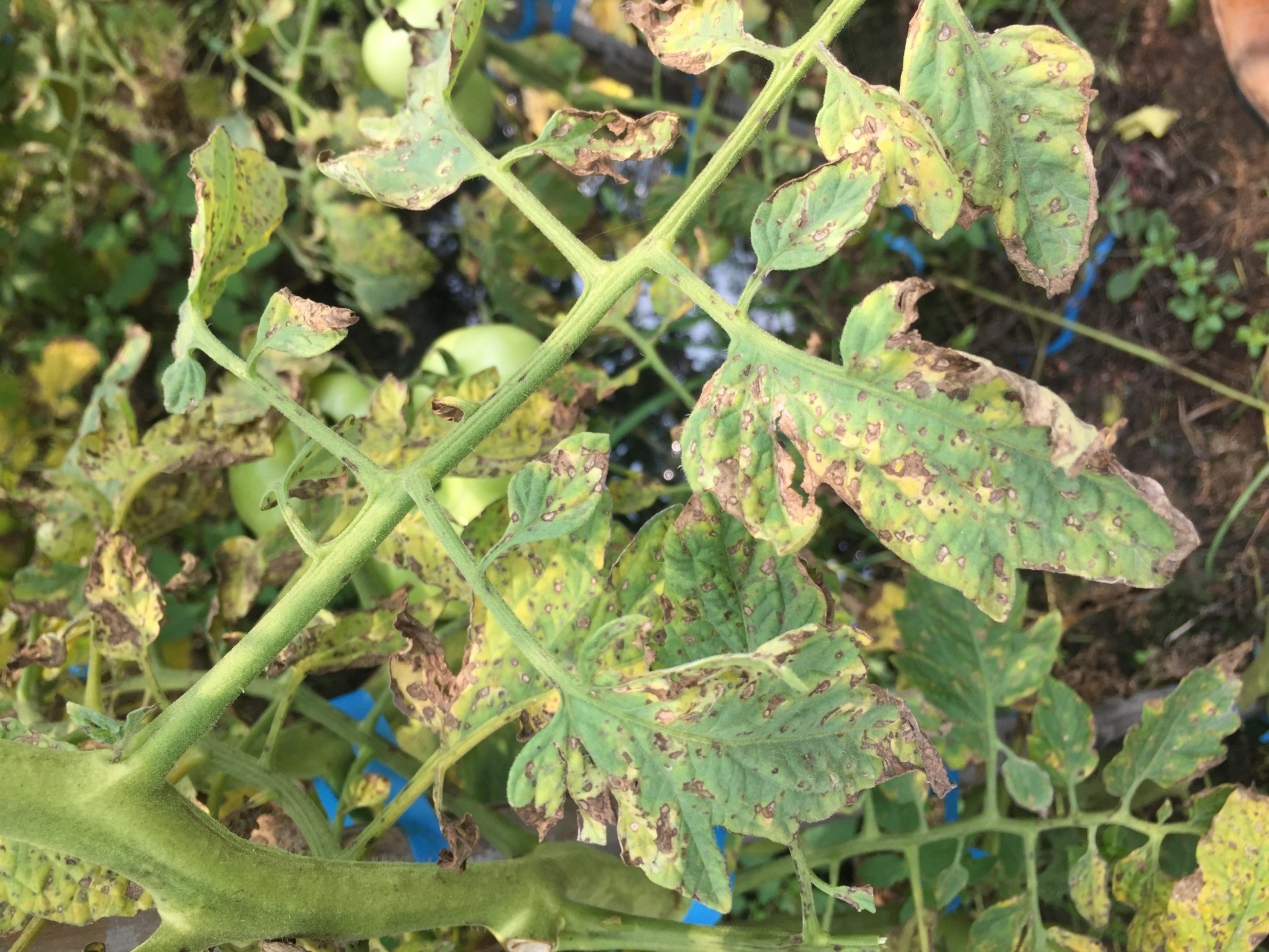 番茄細菌性斑點病易經由風雨傳播 番茄細菌性斑點病易經由風雨傳播