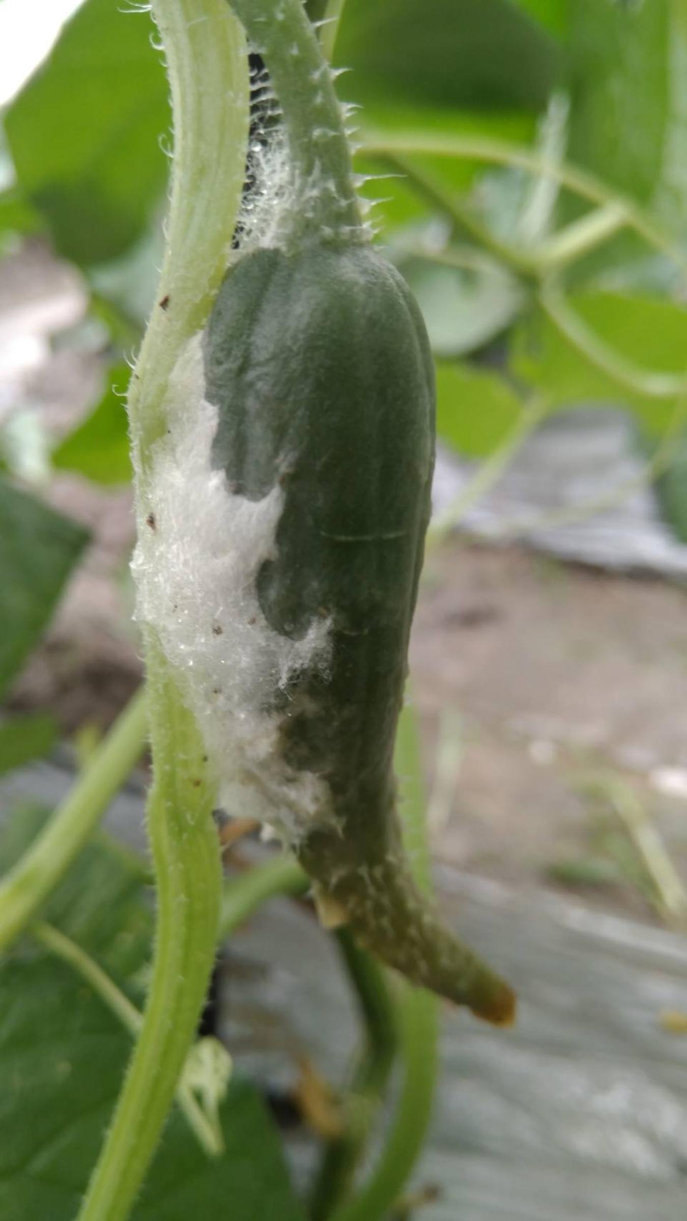 疫病(俗稱水傷)在連日大雨後容易發生