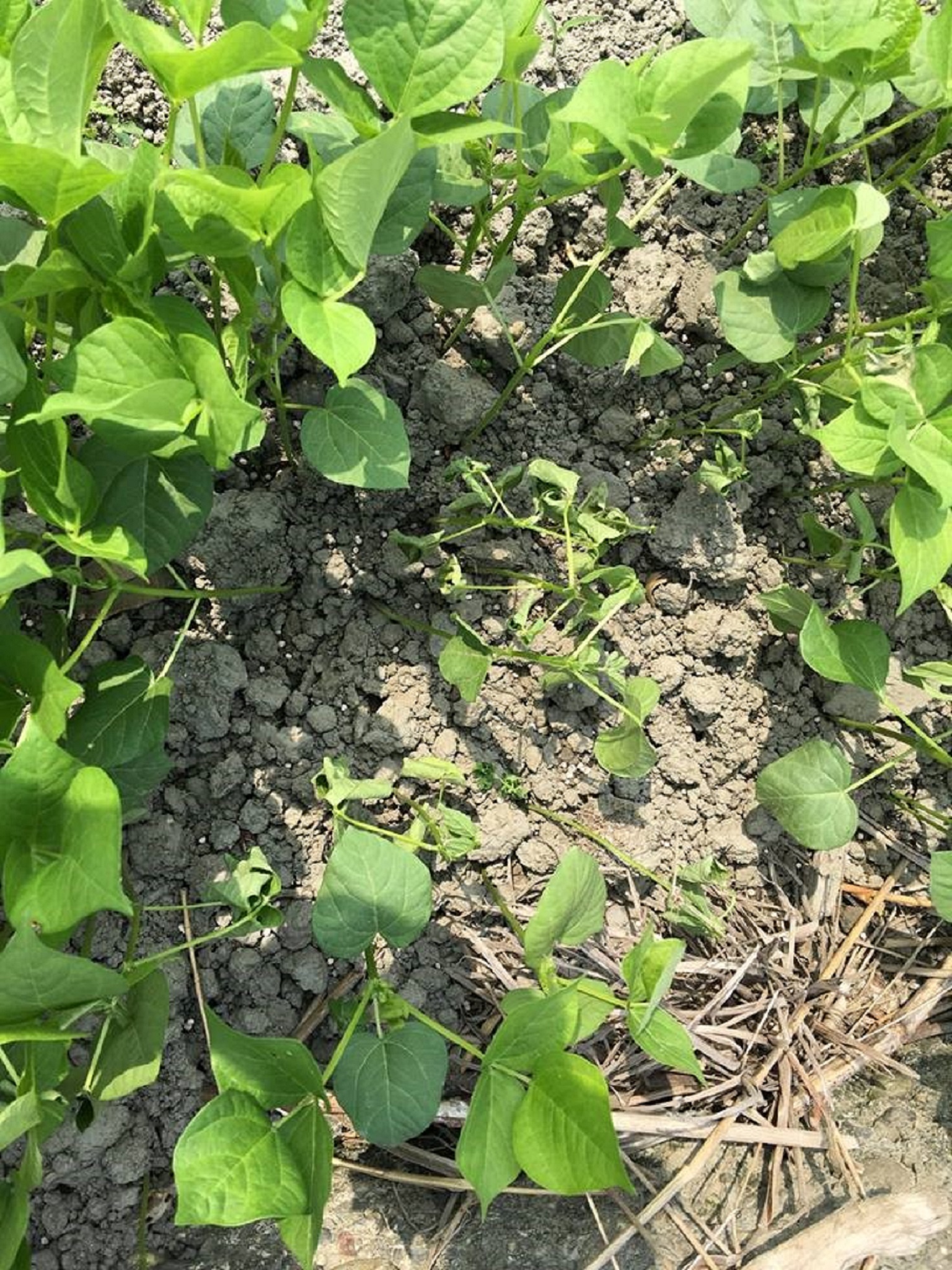 紅豆應加強根腐病防治 紅豆應加強根腐病防治