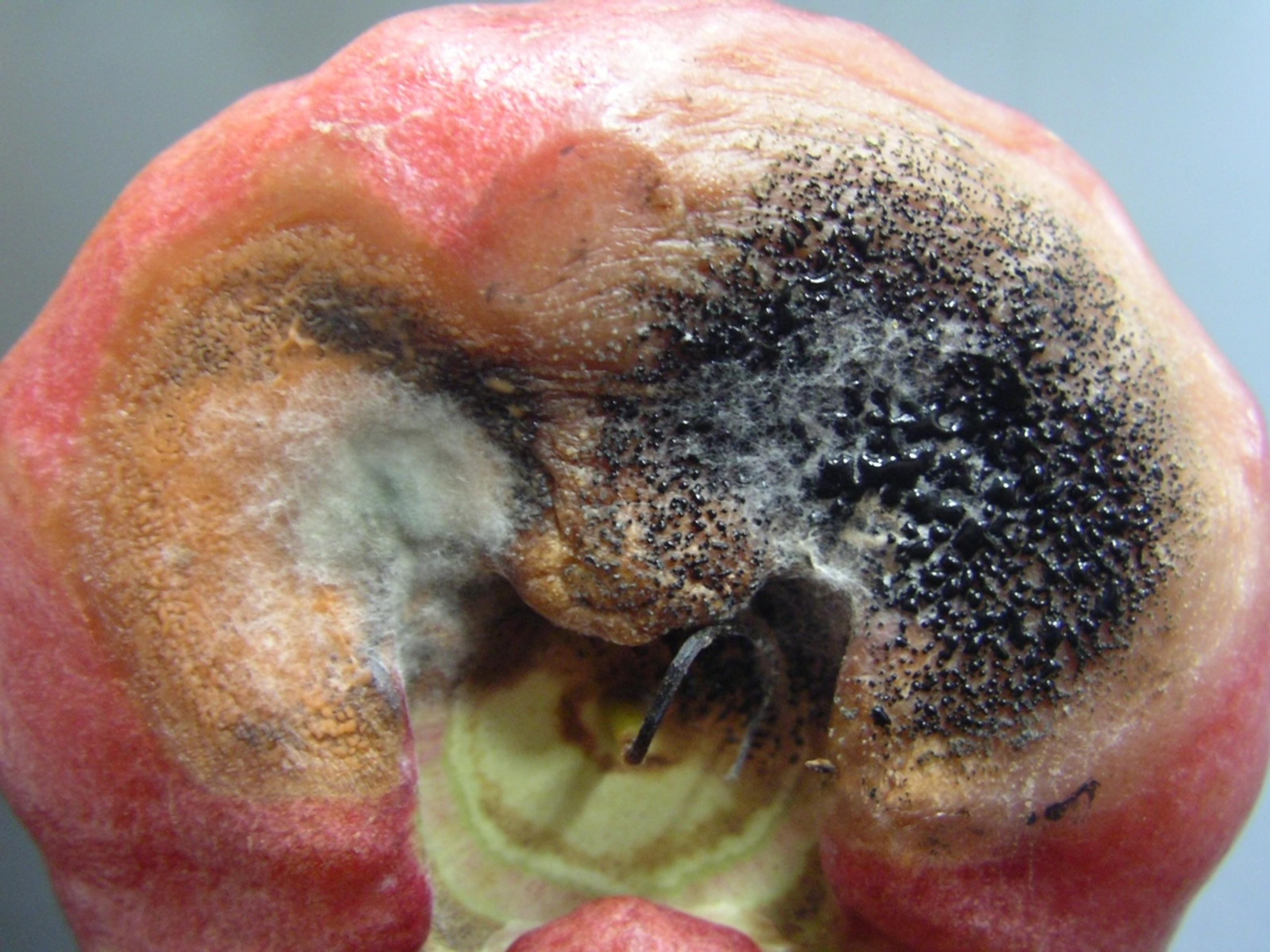 蓮霧受果腐病等病害感染