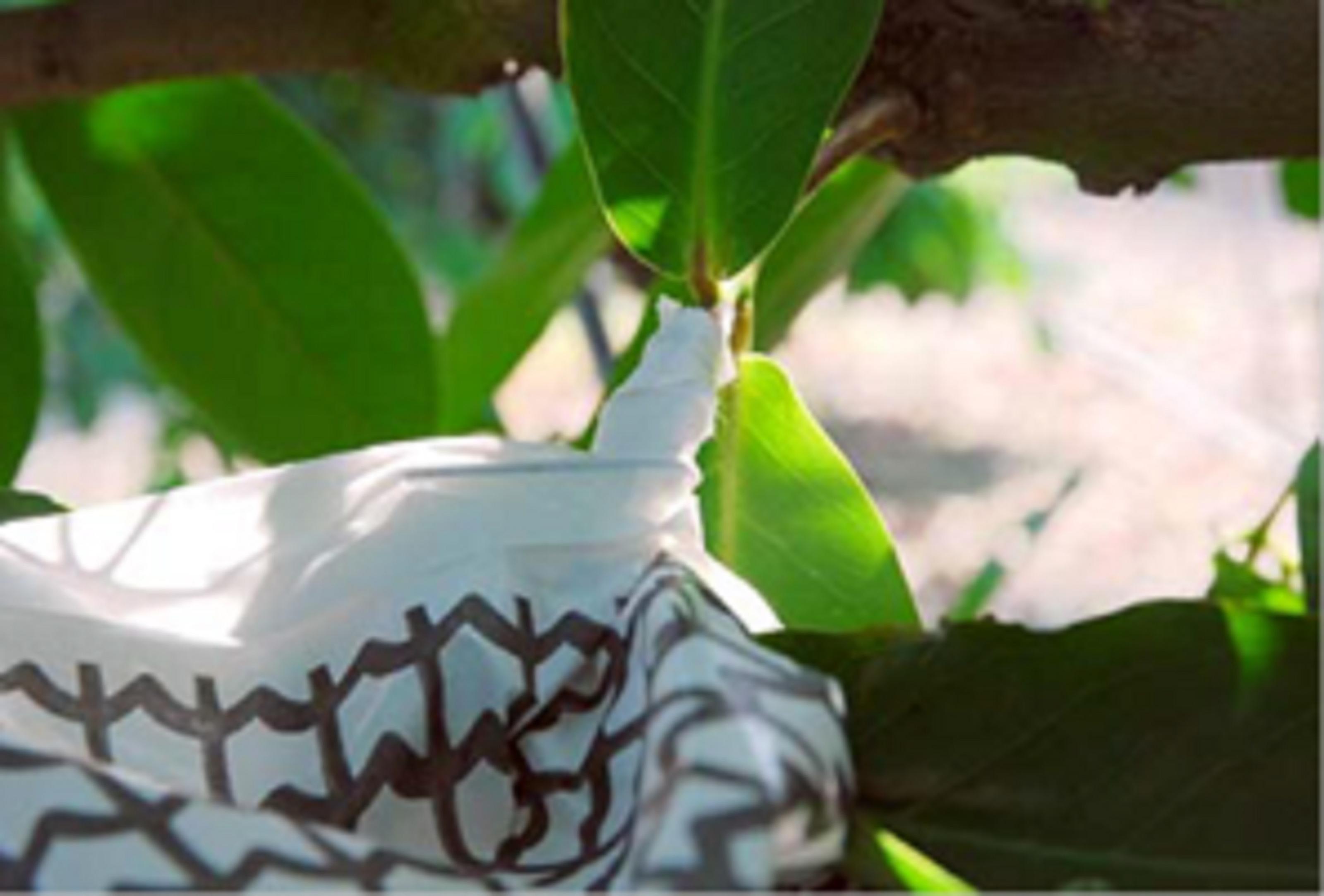 蓮霧套袋時應包覆完全，減少雨水滲入機會。