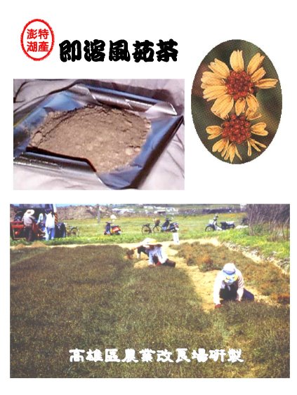 風茹田間栽培及即溶風茹粉