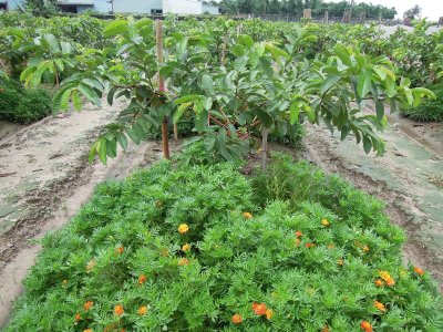 果園以孔雀草作為草生栽培草種，兼具土壤改良及線蟲防治功效。