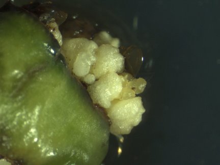 利用千代蘭葉片誘導強增生能力的擬原球體