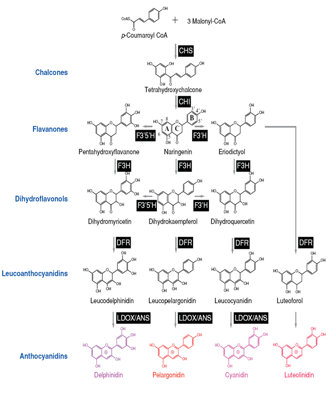 圖3. 花青素生合成途徑