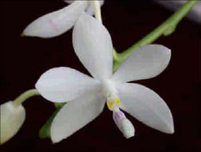 圖 1. 盾花蝴蝶蘭(Phalaenopsis tetraspis)