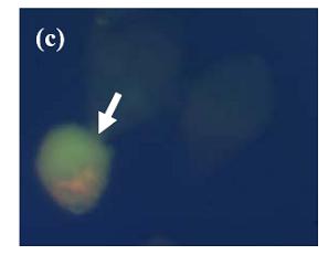 (c)是在藍光激發下經Longpass濾片下相對應之原球體