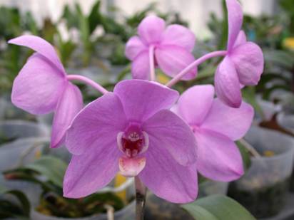 圖4. 藍色千代蘭Ascda. John De Biase x 蝴蝶蘭Dtps. Ruey Lin Beauty