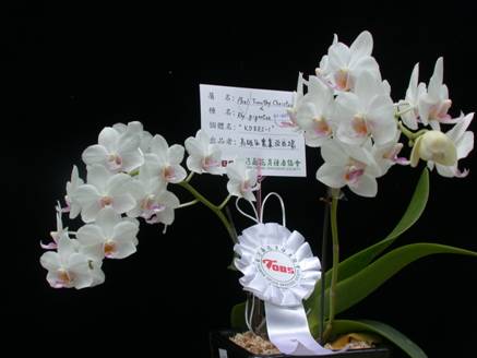 圖7. 狐狸尾蝶蘭 Rhynchonopsis Kdares Perfume Angel ’KDARES-1’