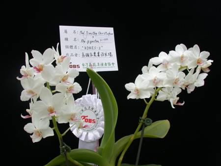 圖8. 狐狸尾蝶蘭 Rhynchonopsis Kdares Perfume Angel ’KDARES-2’