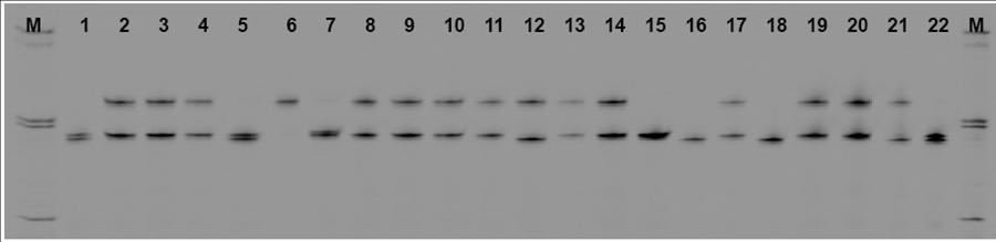 圖一、SSR-325基因座之分析22個芒果品種(系)
