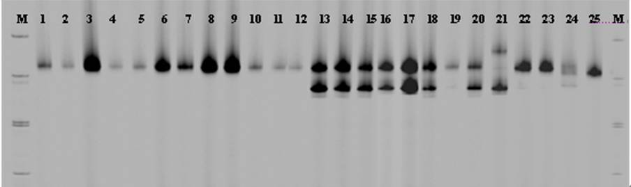 圖二、SSR-192基因座之分析25個印度棗品種(系)