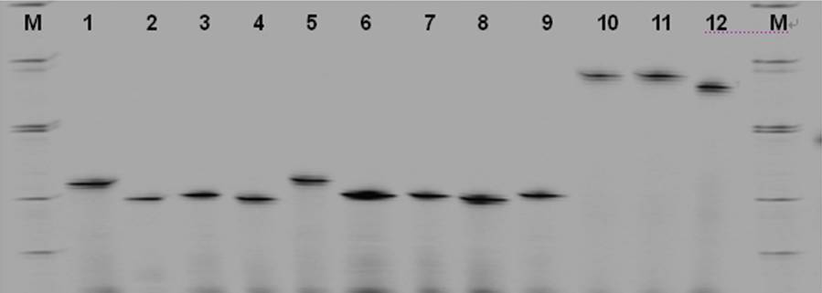 圖三、SSR-463基因座之分析12個毛豆品種(系)