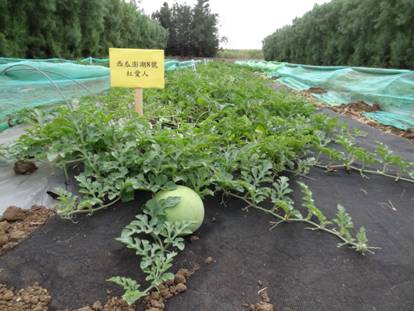 西瓜澎湖8號田間生育情形