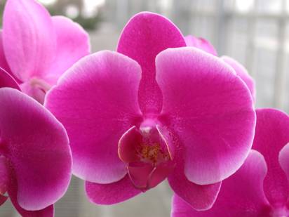 圖一、 Doritaenopsis Ruey Lin Beauty